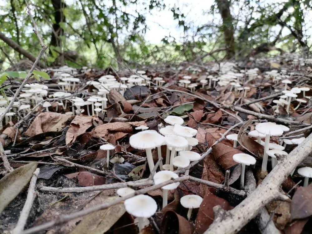 Askiesbos - Samochima Bush Camp Shakawe Eksteriør bilde