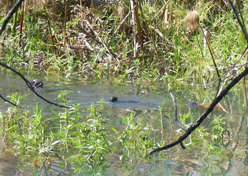 Askiesbos - Samochima Bush Camp Shakawe Eksteriør bilde